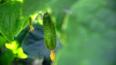 Growing cucumbers in the greenhouse by method of drip irrigation. Stock Footage 86309202
