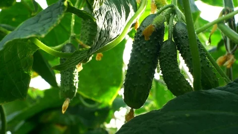 Growing cucumbers in the greenhouse by method of drip irrigation. Stock Footage 86309879