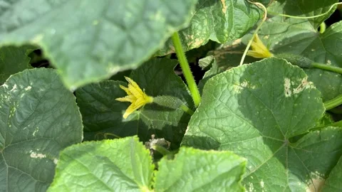Growing cucumbers. A growing cucumber with a yellow flower close-up against a Stock Footage 261855021