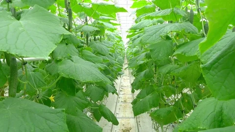 Growing cucumbers on an industrial scale Stock Footage 73815232
