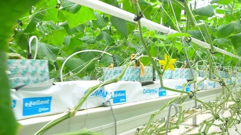 Growing cucumbers on an industrial scale Stock Footage 73815759