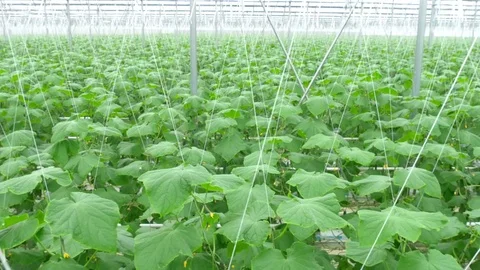 Growing cucumbers on an industrial scale Stock Footage 73815930