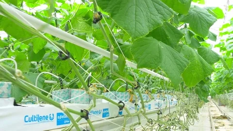 Growing cucumbers on an industrial scale Stock Footage 73816124