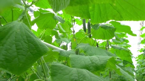 Growing cucumbers on an industrial scale Stock Footage 73816196