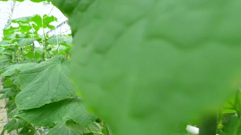 Growing cucumbers on an industrial scale Stock Footage 73816522