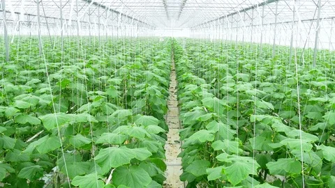 Growing cucumbers on an industrial scale Stock Footage 73816990