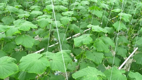 Growing cucumbers on an industrial scale Stock Footage 73817800