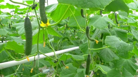 Growing cucumbers on an industrial scale Stock Footage 73818083