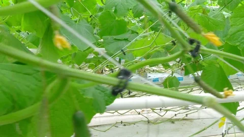 Growing cucumbers on an industrial scale Stock Footage 74052918