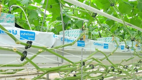 Growing cucumbers on an industrial scale Stock Footage 74052919