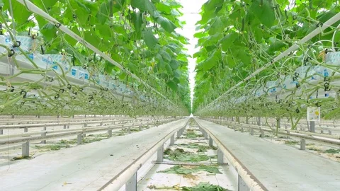 Growing cucumbers on an industrial scale Stock Footage 74053013