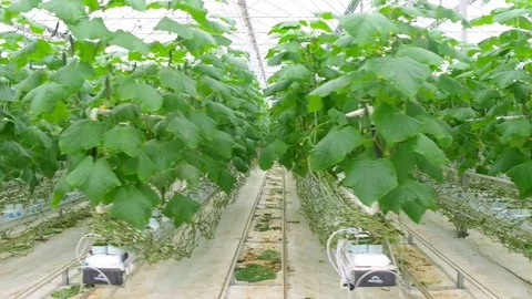 Growing cucumbers on an industrial scale Stock Footage 74056411