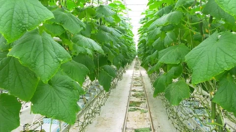 Growing cucumbers on an industrial scale Stock Footage 74056884