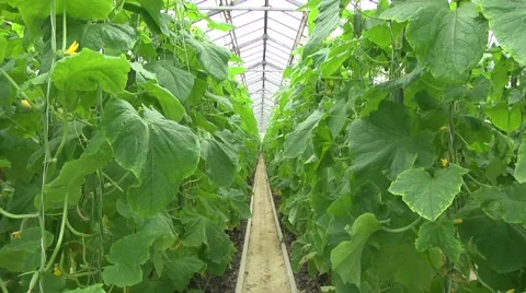 Growing cucumbers . Large leaves Stock Footage 61323939