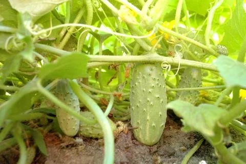 Growing cucumbers Stock Photos