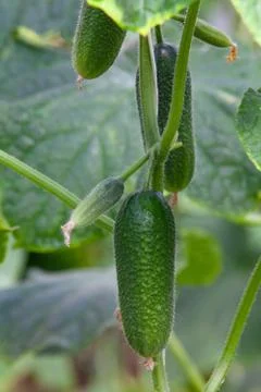 Growing Cucumbers Foto stock
