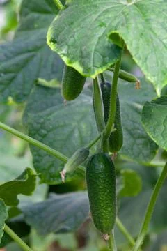 Growing Cucumbers Stock Photos