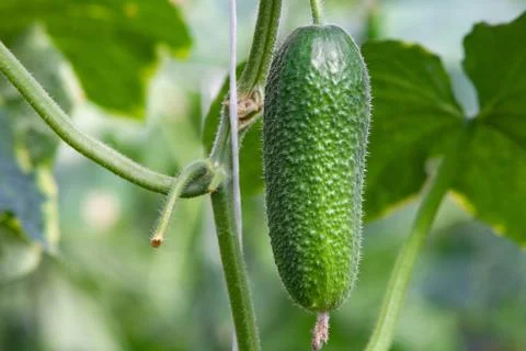 Growing Cucumbers Stock Photos