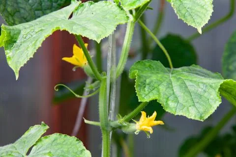Growing Cucumbers Stock Photos