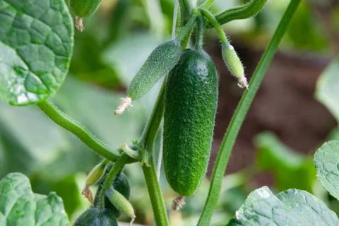 Growing Cucumbers Stock Photos