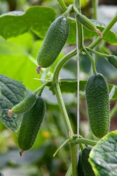 Growing Cucumbers Stock Photos