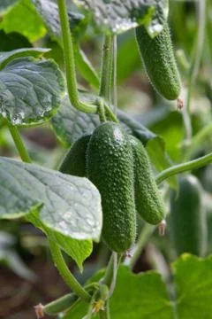Growing Cucumbers Stock Photos