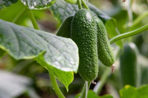 Growing Cucumbers Stock Photos