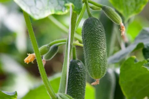 Growing Cucumbers Stock Photos