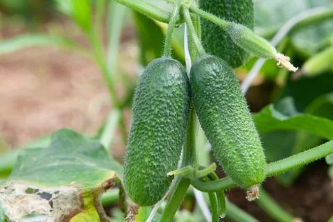 Growing Cucumbers Foto stock