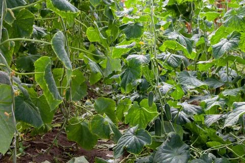 Growing Cucumbers Foto stock