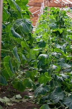 Growing Cucumbers Stock Photos