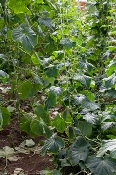 Growing Cucumbers Stock Photos