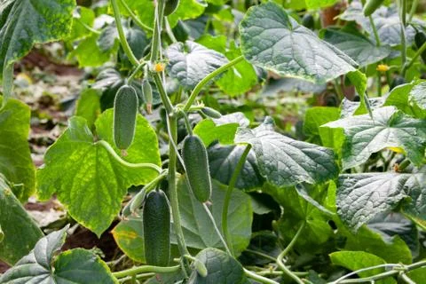 Growing Cucumbers Stock Photos
