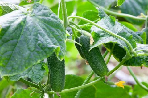 Growing Cucumbers Stock Photos