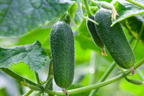 Growing Cucumbers Stock Photos