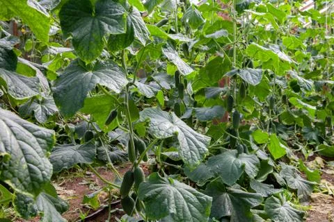 Growing Cucumbers Stock Photos
