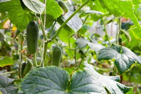 Growing Cucumbers Stock Photos