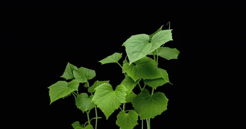Growing cucumbers seedlings timlapse. Small cucumber green plants 4K Stock Footage 122256669