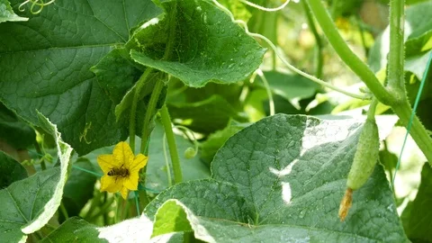 Growing cucumbers, the stage of pollination and maturation Stock Footage 112087102