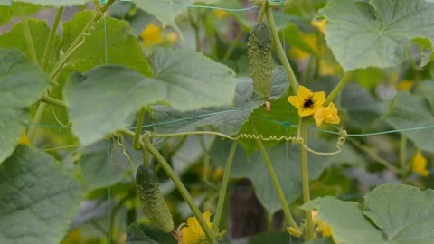 Growing cucumbers on a trellis in a vegetable garden. Stock Footage 296483494