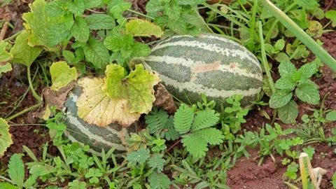 Growing cucurbits in the garden. Stock Footage 305371203