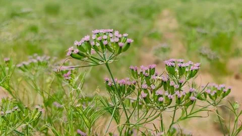Growing cumin crop field, cumin flowers close up view Stock Photos