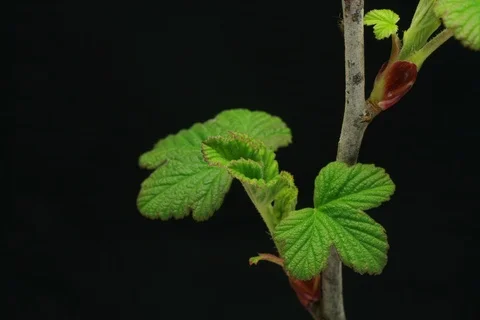 Growing currant. Timelapse Video stock 109170669