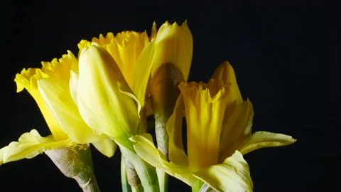 Growing a daffodil in spring. Narcissus. Stock Footage 171991769