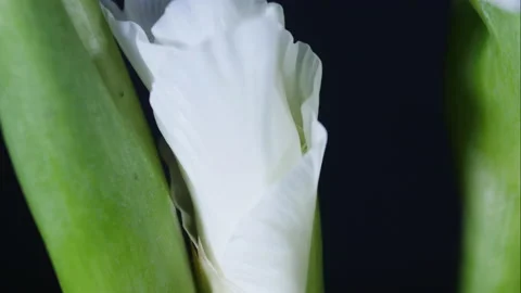 Growing a daffodil in spring. Narcissus. Stock Footage 172001577