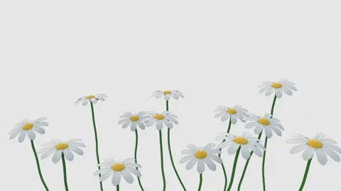 Growing Daisies Stock Footage 201650439