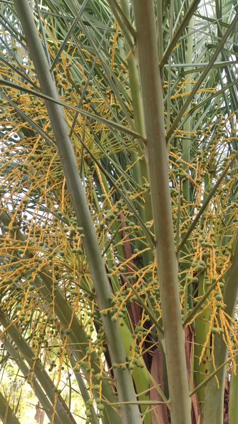 Growing dates fruits on the tree, raw dates fruits on the tree, close up view Stock Footage 336421868