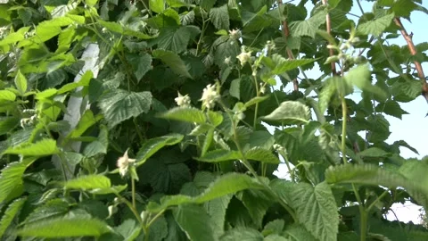 Growing delicious berries Stock-Footage 328457752
