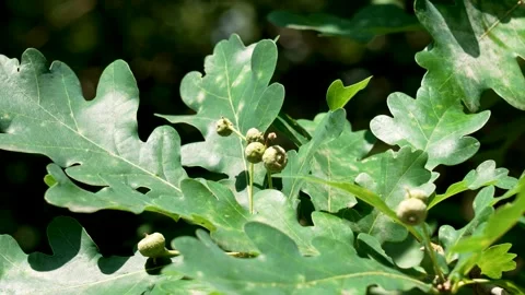 Growing developing small acorns on an oak tree branch Video stock 279472876