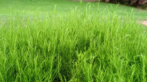 Growing dill at field for background. 스톡 동영상 157863359